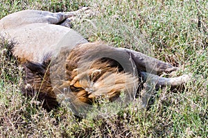 Male East African lion (Panthera leo melanochaita)