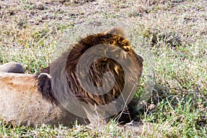 Male East African lion (Panthera leo melanochaita)