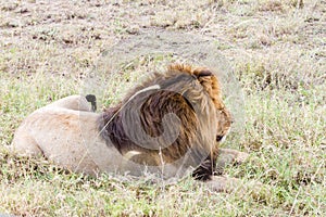 Male East African lion (Panthera leo melanochaita)