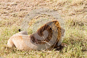 Male East African lion (Panthera leo melanochaita)