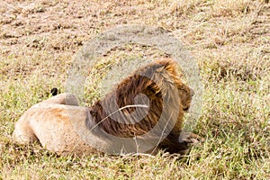 Male East African lion (Panthera leo melanochaita)