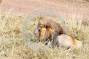 Male East African lion (Panthera leo melanochaita)