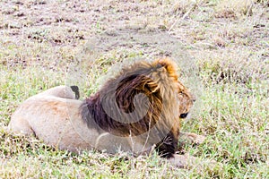 Male East African lion (Panthera leo melanochaita)