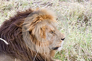 Male East African lion (Panthera leo melanochaita)