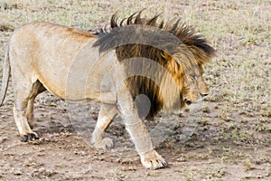 Male East African lion (Panthera leo melanochaita)