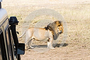 Male East African lion & x28;Panthera leo melanochaita& x29; with safari car