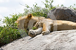Male East African lion on a rock