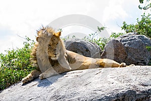 Male East African lion on a rock