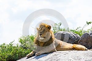 Male East African lion on a rock