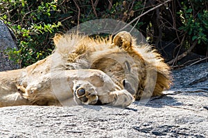 Male East African lion on a rock