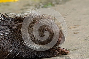 Male East Asian Porcupine (Hystrix brachyura)