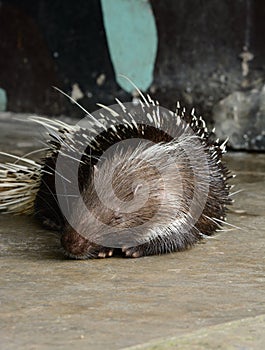 Male East Asian Porcupine (Hystrix brachyura)