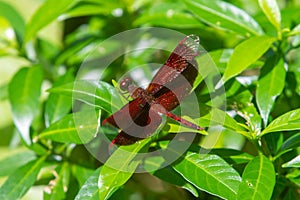Male eastern amberwing Perithemis tenera dragonfly
