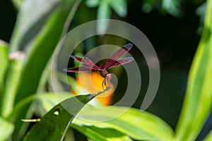 Male eastern amberwing Perithemis tenera dragonfly