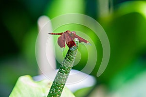 Male eastern amberwing Perithemis tenera dragonfly