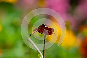 Male eastern amberwing Perithemis tenera dragonfly photo