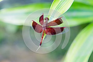 Male eastern amberwing Perithemis tenera dragonfly photo