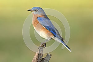 Male Eastern Bluebird