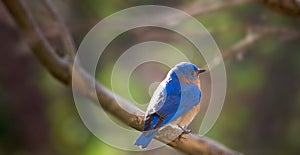 Male Eastern Bluebird