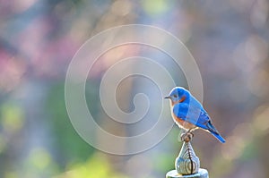 Male Eastern Bluebird