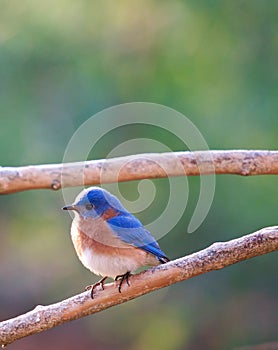 Male Eastern Bluebird