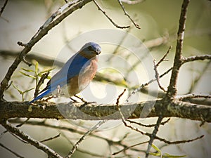 Male Eastern Bluebird