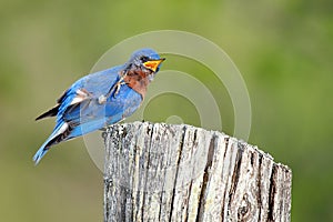 Male Eastern Bluebird