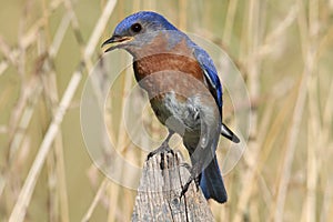 Male Eastern Bluebird