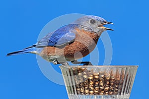 Male Eastern Bluebird