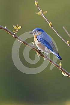Male Eastern Bluebird