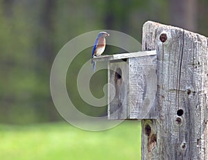 Male Eastern Bluebird