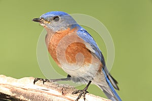 Male Eastern Bluebird