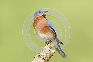 Male Eastern Bluebird