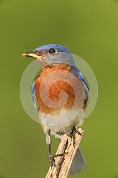 Male Eastern Bluebird