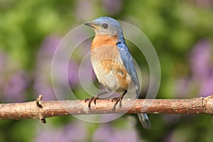 Male Eastern Bluebird