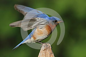 Male Eastern Bluebird