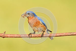 Male Eastern Bluebird