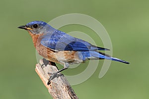 Male Eastern Bluebird