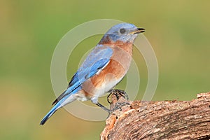 Male Eastern Bluebird