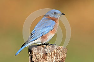 Male Eastern Bluebird