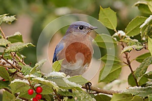 Male Eastern Bluebird