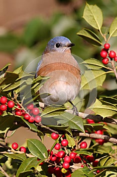 Male Eastern Bluebird