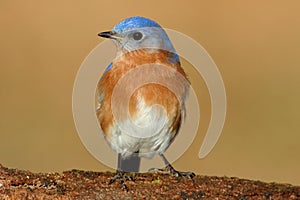 Male Eastern Bluebird