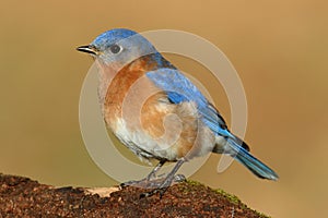 Male Eastern Bluebird