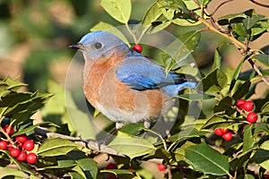 Male Eastern Bluebird