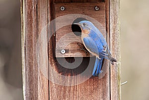 Male Eastern Bluebird