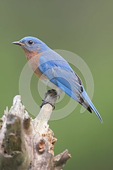 Male Eastern Bluebird