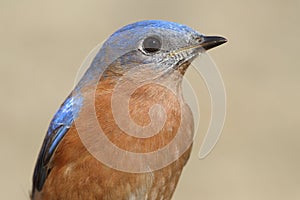 Male Eastern Bluebird