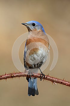 Male Eastern Bluebird