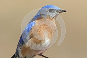 Male Eastern Bluebird